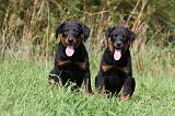 BEAUCERON - PUPPIES 168